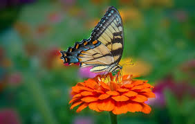 conservation biology