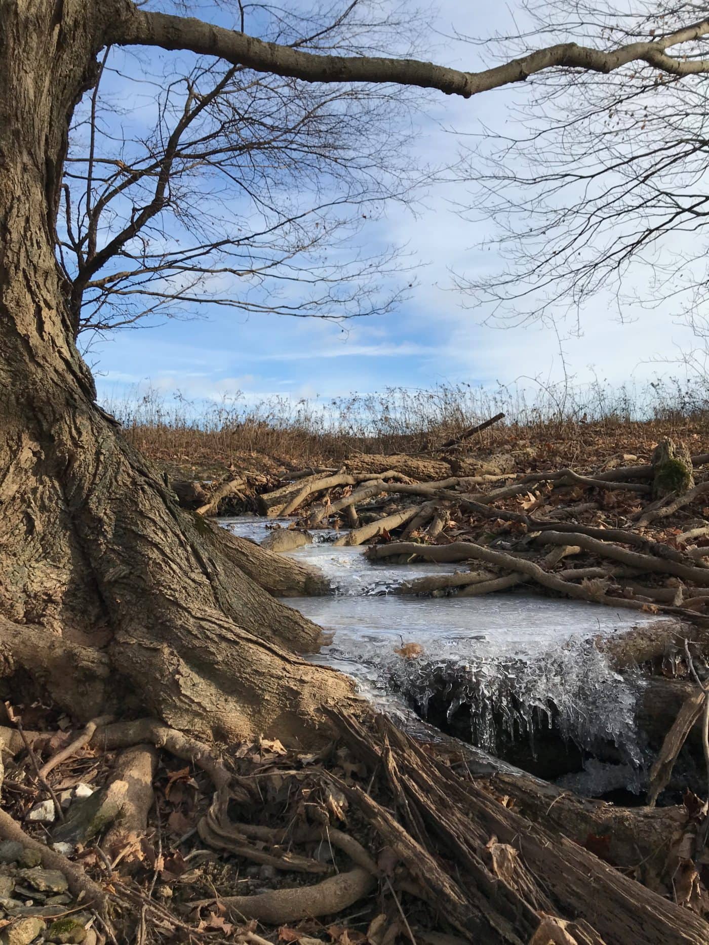 conservation area