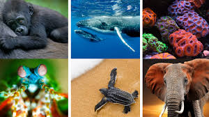protected species