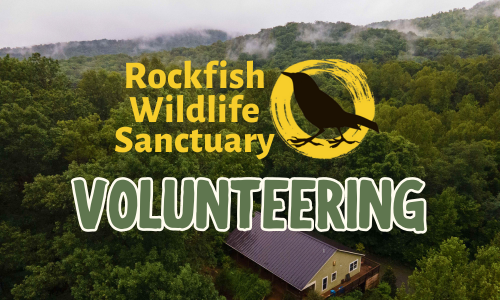 wildlife volunteering near me