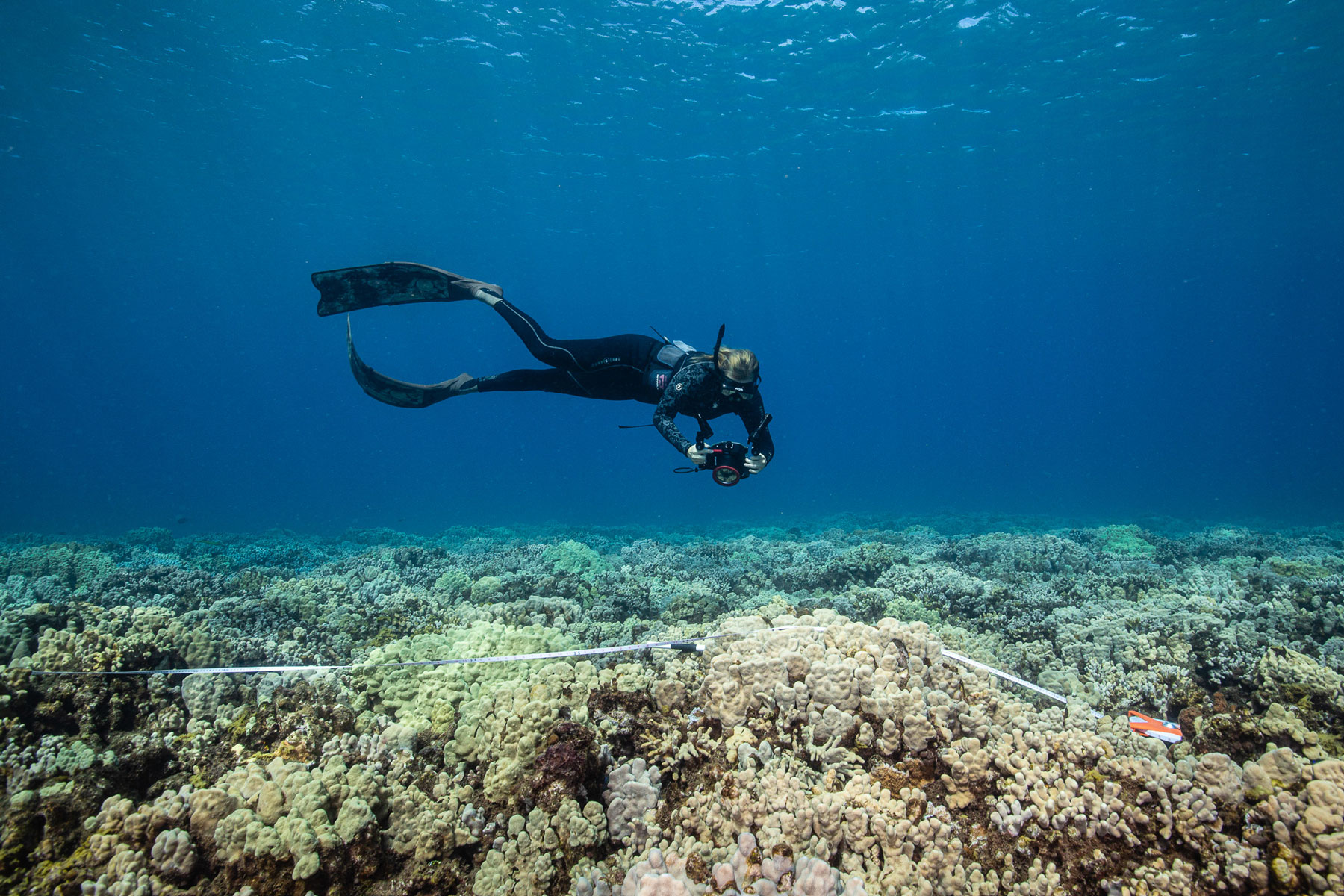 global conservation