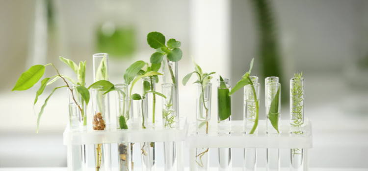 plant conservation